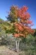 Maples are famous for their fall colors.